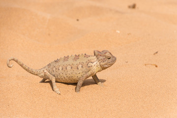 Chameleon in the Namibian desert