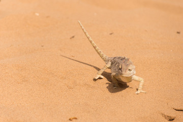 Chameleon in the Namibian desert