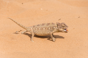 Chameleon in the Namibian desert
