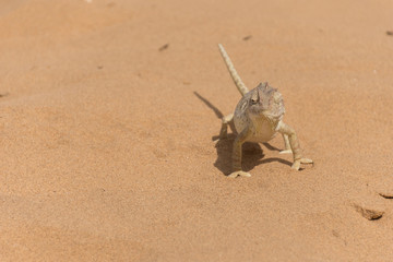 Chameleon in the Namibian desert