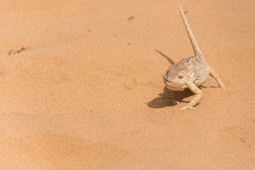 Chameleon in the Namibian desert