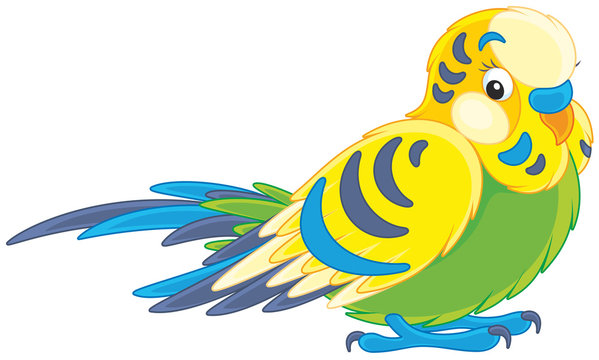 Budgerigar