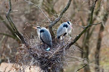 Grey herons in their nest