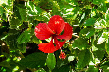 A colorful exotic Hibiscus with red petals. New Providence, Nassau, Bahamas.