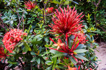 A beautiful exotic bush with red flower balls. New Providence, Nassau, Bahamas.
