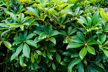 A simple picture of a tropical green bush