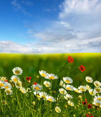 Summer wildflowers and clouds