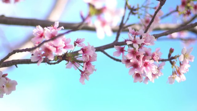 Cherry Blossom Dolly and Pan 09 Soft Focus Sunlight