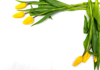 
Yellow tulips on a white background. A gift for Valentine's Day, Mother's Day, the eighth of March. Flowers for your girlfriend
