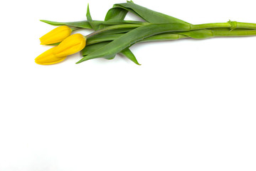 Yellow tulips on a white background
