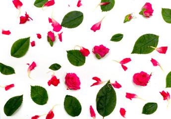 Pink roses on white background. Flat lay, top view
