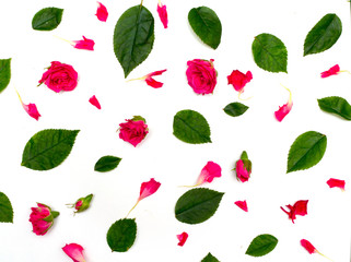 Pink roses on white background. Flat lay, top view
