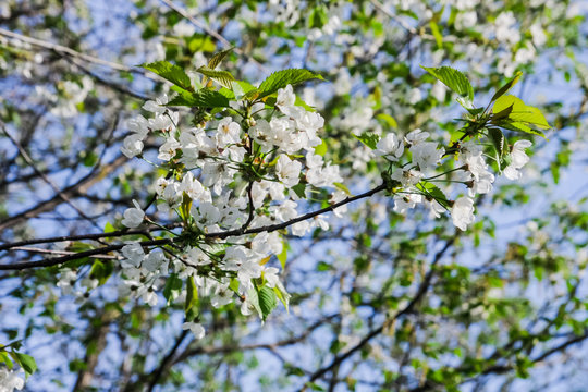 Flowering trees in spring. Vintage photo of cherry tree flowers