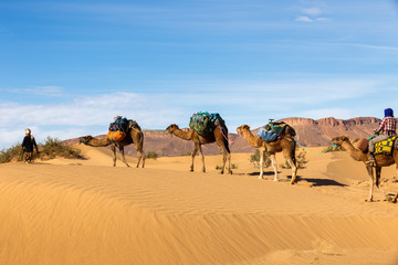 Fototapeta na wymiar caravan of camels in the desert