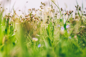 Spring or summer flowers in green grass.