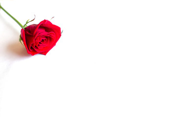 One red rose on a white background. A lonely flower on the table.