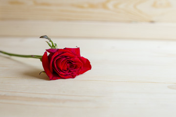 One red rose on a wooden background. A lonely flower on the table.