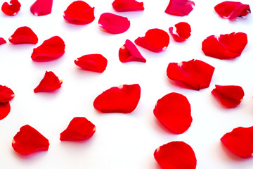 Rose petals on white background
