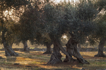 Ulivi secolari nelle campagne del salento - Italia