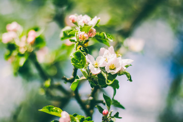 Spring flowers in green grass.