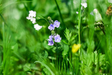 Obraz na płótnie Canvas Spring flowers in green grass.