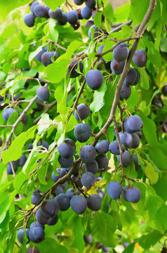 Plums on the branch
