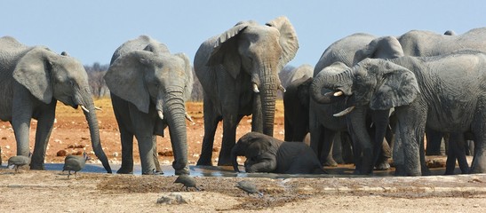 Elefanten am Okawao Wasserloch im Etosha Nationalpark (Namibia) © anni94