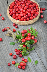 Bunch of red cowberry