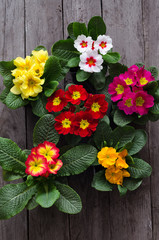 Fresh colorful primula flowers in pots on wooden background. Top view