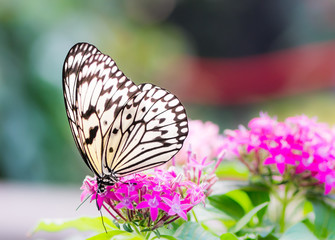 Large tree nymph butterfly on a flower blossom