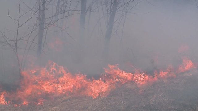 Danger of forest fire - smoke and fire on the field near the forest. This wood fire footage appropriate to visualize wildfire or prescribed burning.