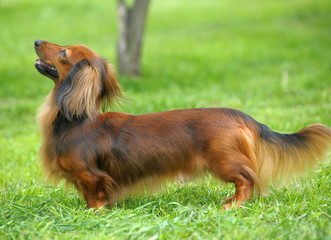Dachshund on a background of green grass © Evdoha