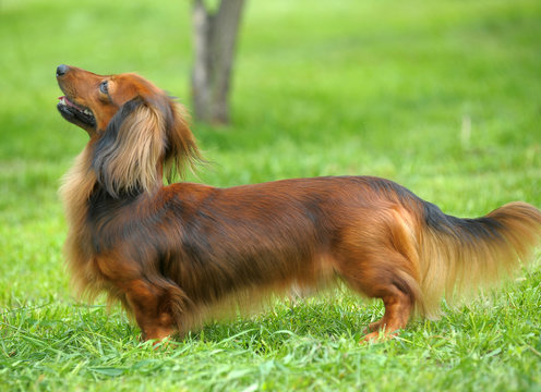 Dachshund on a background of green grass