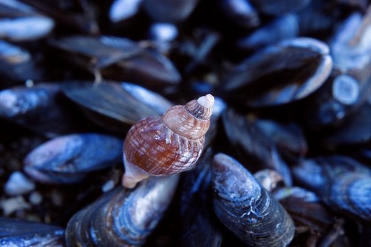Sea shell and mussels