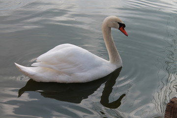 swan