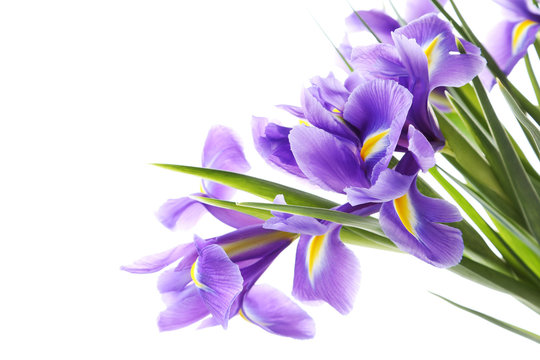 Bouquet of iris flowers isolated on a white