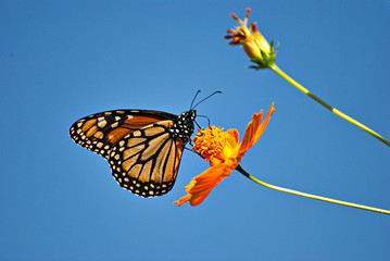 Wonderful Monarch butterfl in an orange flower
