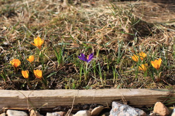First spring crocuses