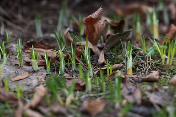 First spring crocuses