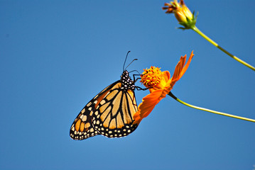 Obraz premium Wonderful Monarch butterfl in an orange flower