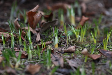 First spring crocuses