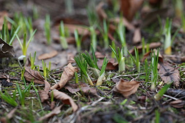 First spring crocuses