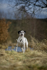 dalmatian