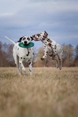dalmatian