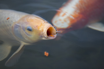 Koi mit Fischfutter