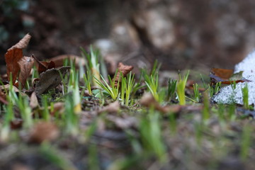 First spring crocuses