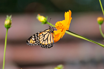 Beautiful Monarch butterfly on an orange flower