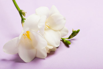 freesia on the light background