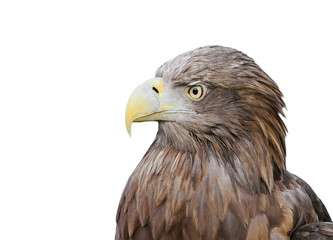 profile of a bird an eagle with a big beak on a white isolated background