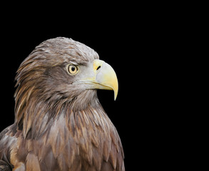 profile of a bird an eagle with a big beak on a black background